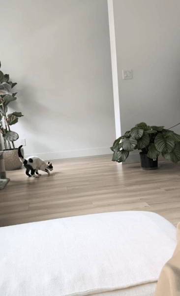 кот девон-рекс