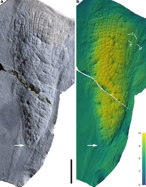 окаменелость морская губка