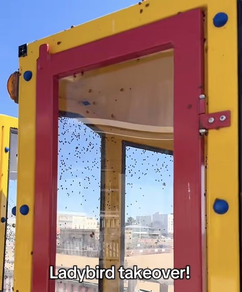 великобритания нашествие божьих коровок