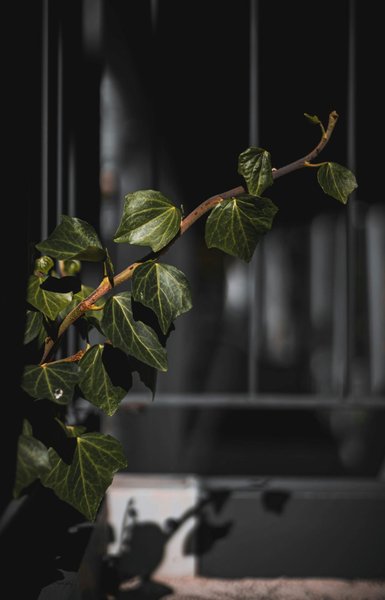 полезные комнатные растения