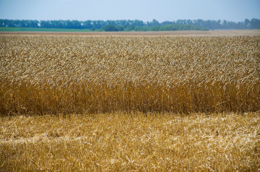 пшеница, поле