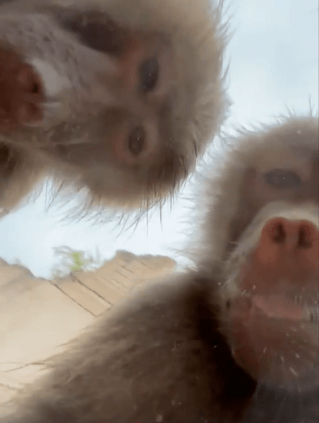 селфи бабуины