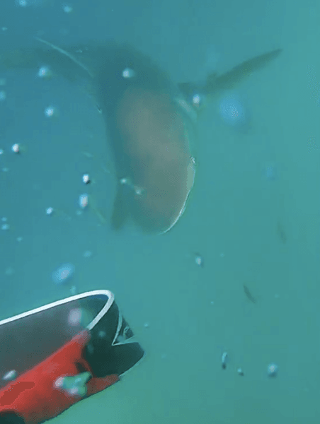 Видео нападения акулы на человека в Австралии