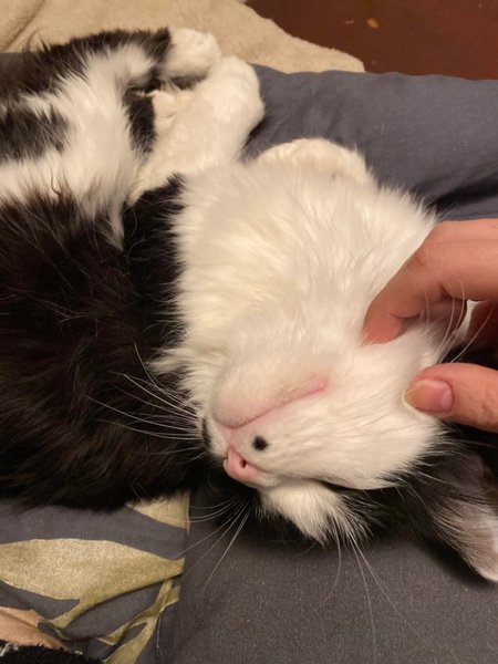 Кіт муркотіння