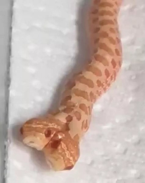 Змея с двумя головами редкой породы западной равнины Хогнос, вылупившаяся в США