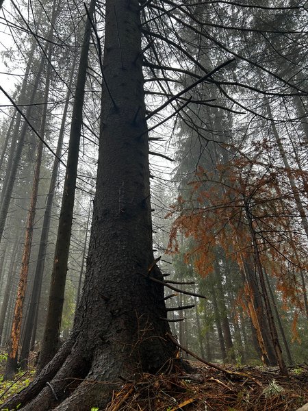 Селище Ворохта, струмок в горах