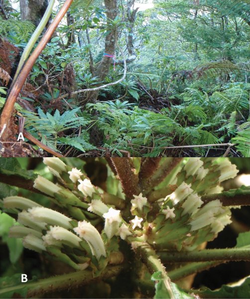Cyanea heluensis, растение, цветок, гавайи