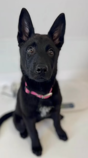 Тварини, порятунок безпритульного собаки, пси, німецька вівчарка, курйози, благодійність, захист тварин, США, фото