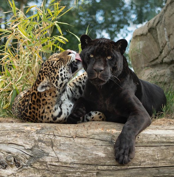 ягуари, великі кішки