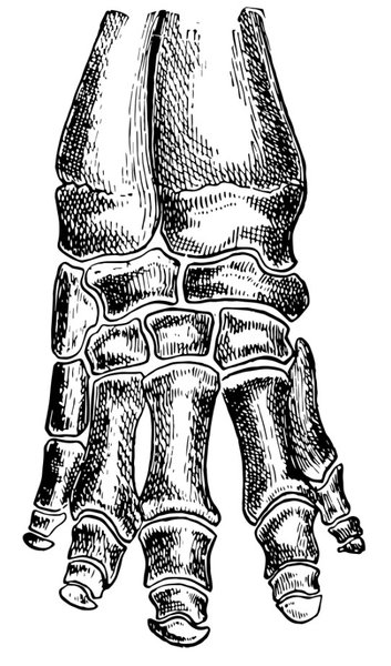 слон нога структура