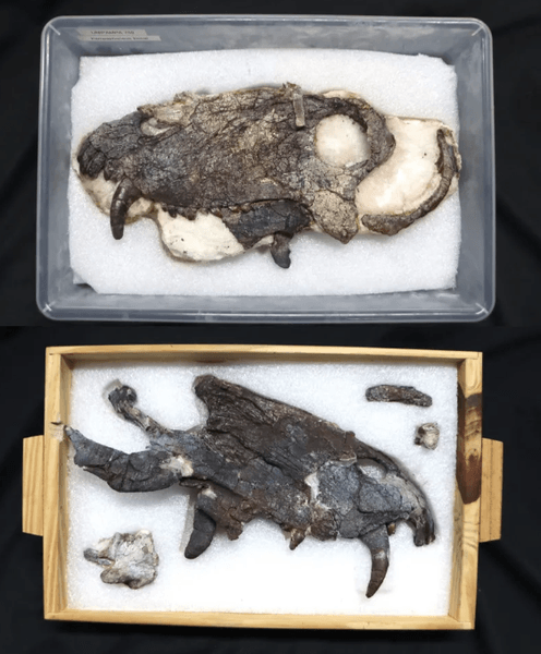 окаменелость, динозавры, вид, останки, клыки, исследования, Южная Америка, кот, хищник, кисты, находка, Бразилия