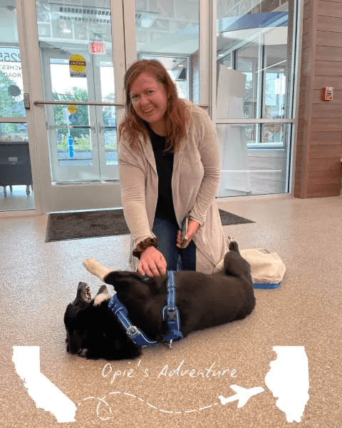 Женщина гладит собаку по кличке Опи, найденную за 2000 миль от дома