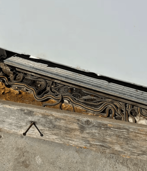 Вужі, змії в будинку, нашестя змій, TikTok відео, сімейний будинок, вірусне відео, ранчо, будинок на фермі, змії під підлогою, будинок на ранчо