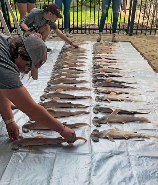 детеныши акулы, Акула-молот Вікіпедія, Акула-молот цікаві факти, Тупорылая акула, Сумеречная акула, Почему акулы нападают на людей, Белая акула, Риба акула, Как выглядит тупорылая акула,  сколько маток у акулы, эмбрион акулы, яйцо акулы, сколько живут акулы,