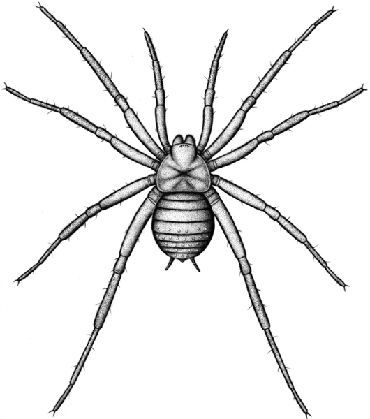 павук, скам’янілість, новий вид, дослідження, Німеччина, період, доктор, павукоподібні