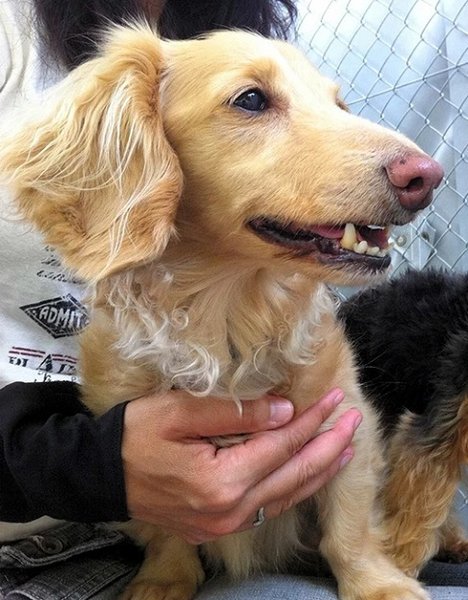 Косуке Нозакі, пес