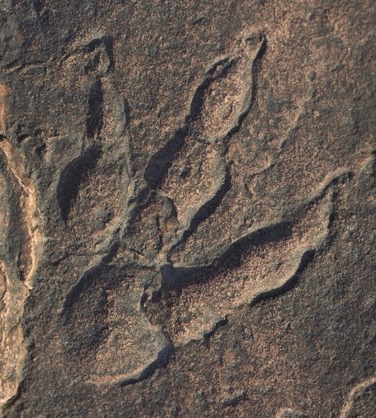 динозавры след великобритания