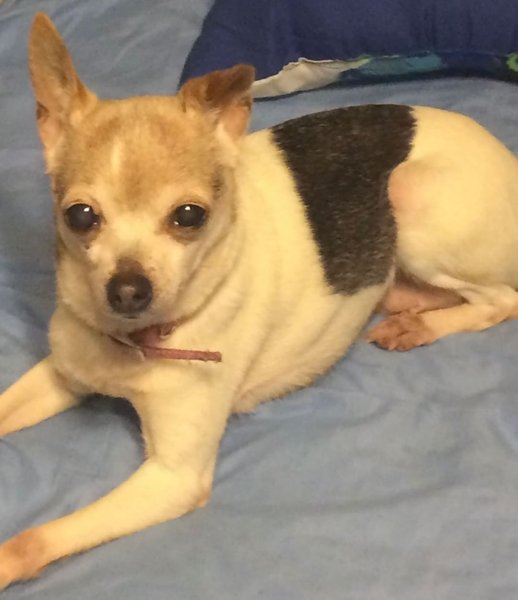 найстаріший собака у світі, пебблз, той фокстер'єр, рекорд гіннеса