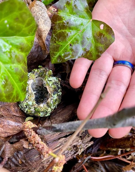 канада, строительство, трубопровод, экологи