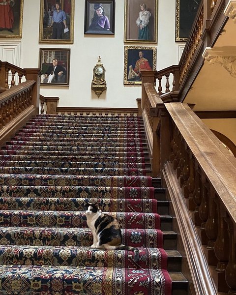 леди диана, портрет