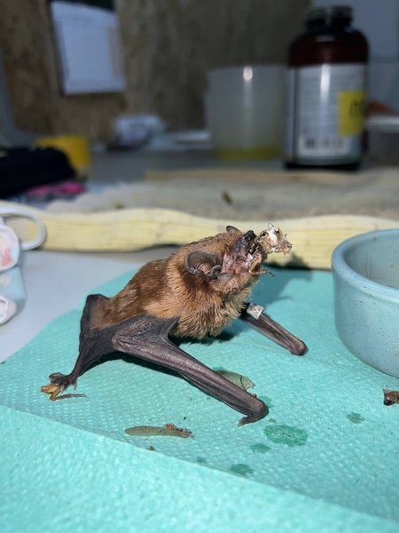 кажани харків