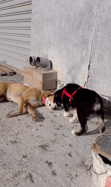 украинка в Албании