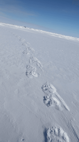 ДНК, анализ, ученые, белые медведи, популяция, расход, след, снег, вид, исчезновение, генетический материал, пол, идентификация, природа, Арктика, исчезающий вид