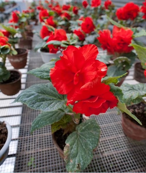 КНДР, Северная Корея, садовники Северной Кореи, Ким Чен Ын, трудовые лагеря КНДР, красные бегонии