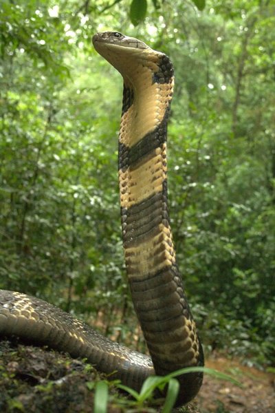 королевская кобра