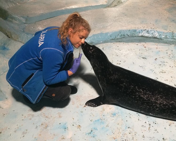 фото, Норвегия, Тромсё, тюлень 