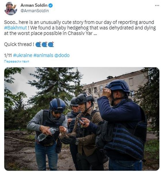 Арман Солдин, еж, ежик, Бахмут, грант