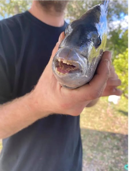 кейпкодский карась, Флорида, рыба, рыбак