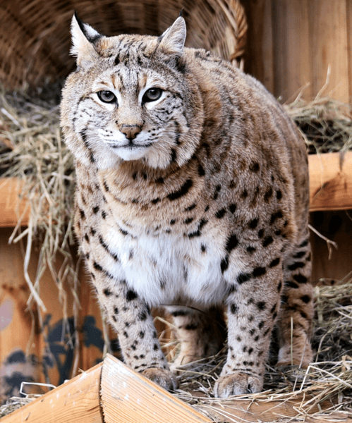 Рись Степан на прогулянці