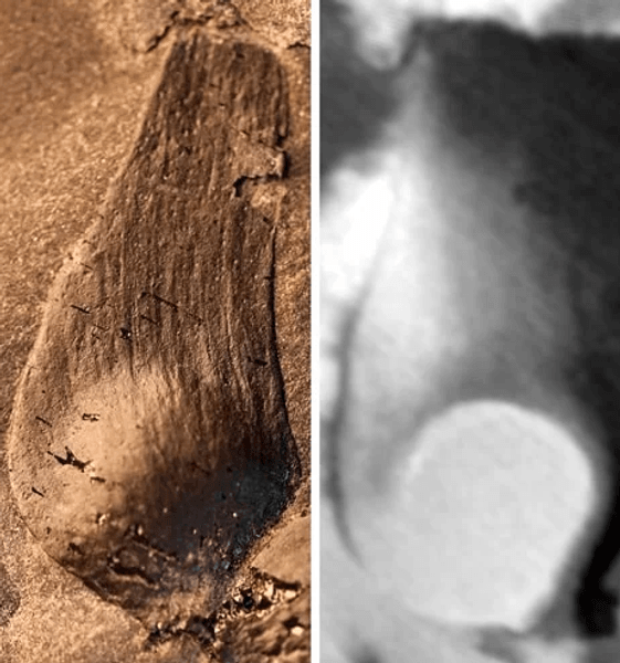 древнейший цветок, цветок, растение, старейшее растение, палеонтология, палеонтолог, китай, находка, цветочное растение, покрытосеменные, эволюция растений, исследования