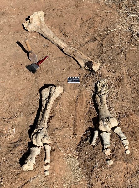 Dromornis stirtoni, кости, окаменелость