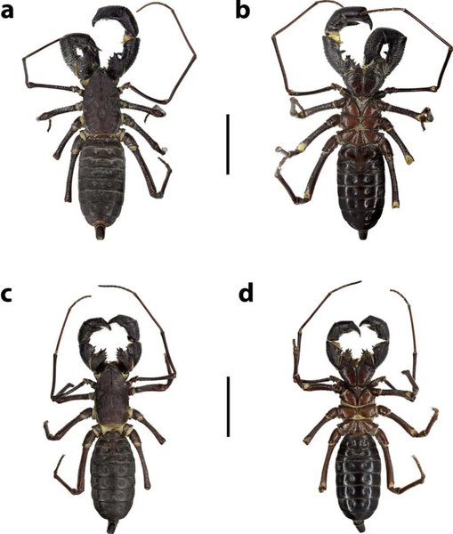 теліфон оцтусон новий вид