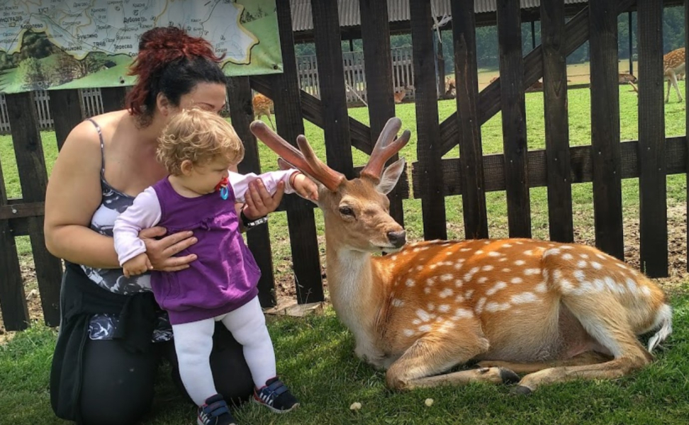 Відпочивати на фермі оленів у Транскарпатії Українці під час свят у 2025 році можуть відвідати ферму оленів