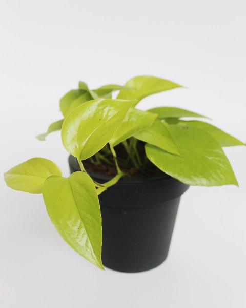 комнатные растения, цветы и здоровье, цветы лечебные