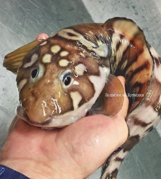 Ликод Ликод