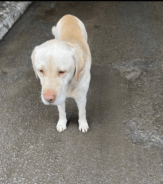 Брошенный лабрадор