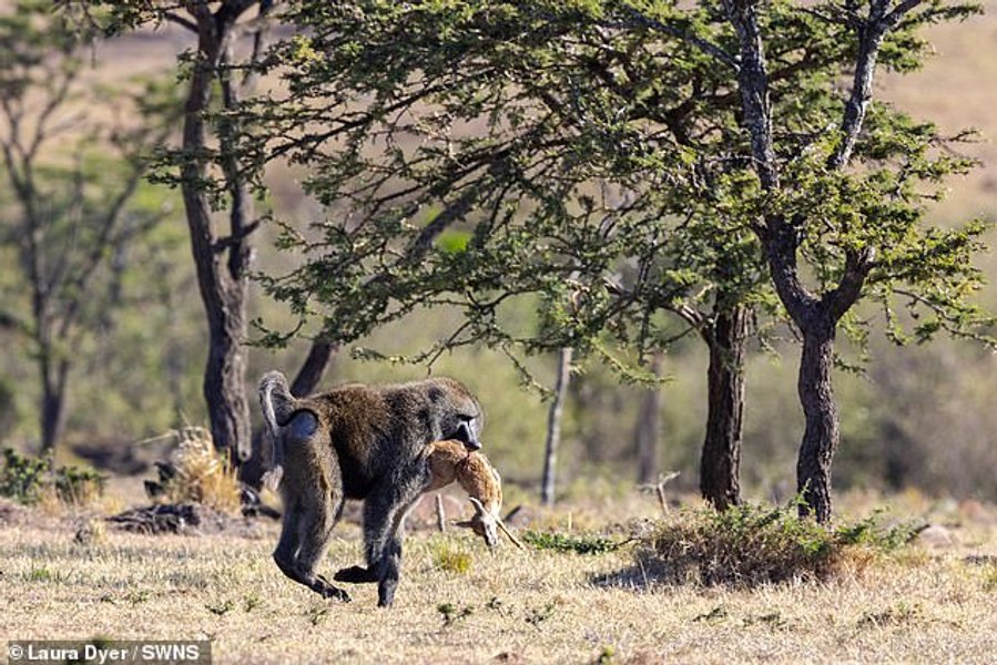 Молодые гепарды, газель