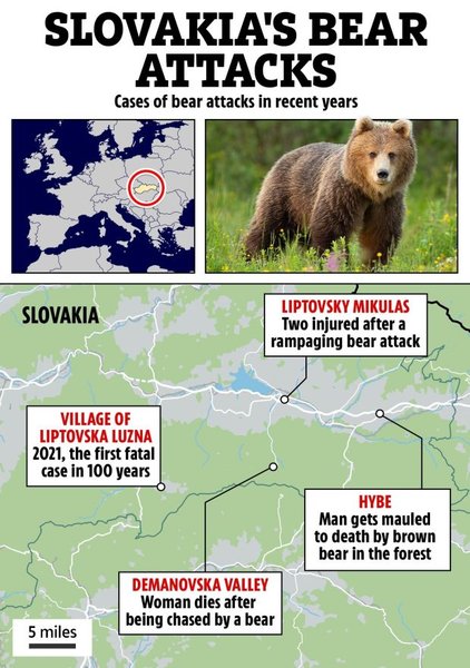 медведи, словакия, медведь словакия