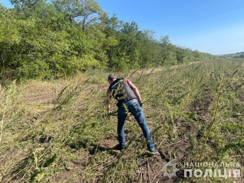 конопля, плантація коноплі, незаконне вирощування коноплі