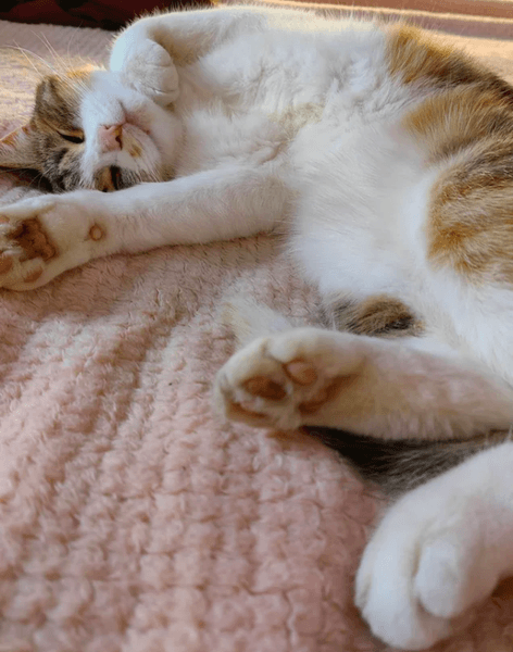 Бродячая кошка стала домашней