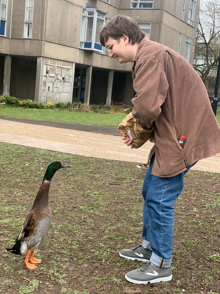 утка, селезень, Long Boi