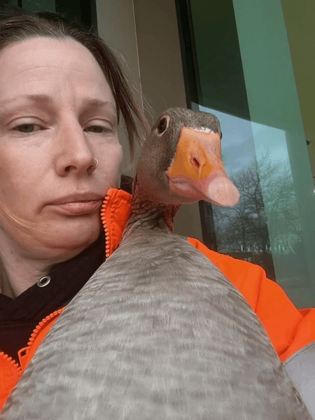 Гусак став міською знаменитістю, тварина, птах, домашній птах, міська знаменитість, вигнали з міста, заповідник