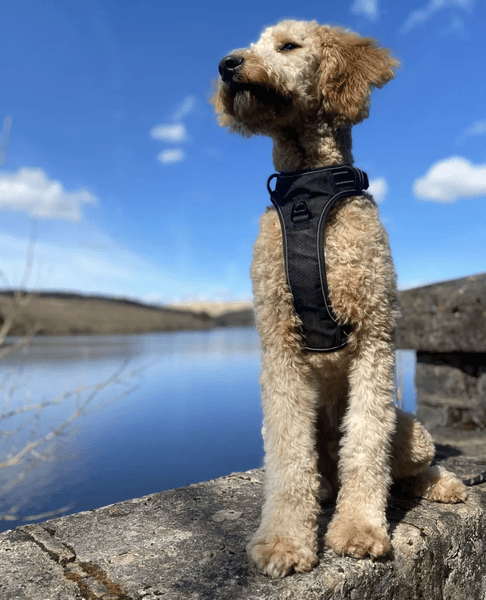 Подружжя з Уельсу купило крихітне цуценя кокапу, яке виросло до 45 кг