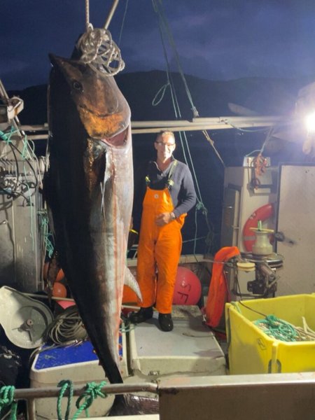 Огромен 280-килограмов син тон, уловен в Норвегия Рибар на лодка позира до гигантска атлантическа риба тон с тегло 280 кг.