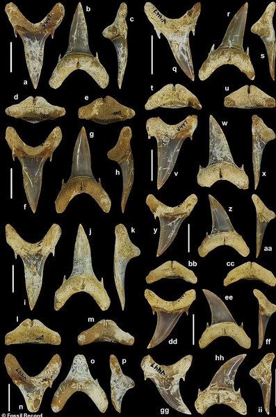 акула новый вид зубы