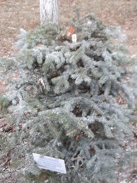 Срубленные елки под Харьковской областной клинической детской больницей №1